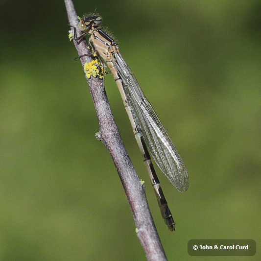 IMG_0058 Enallagma cyathigerum female.JPG